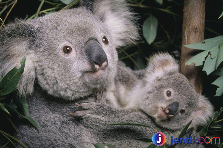 Mengenal Koala: Ikon Menggemaskan dari Australia