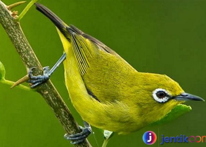 Burung Pleci: Si Kecil dengan Suara Merdu yang Memikat Hati