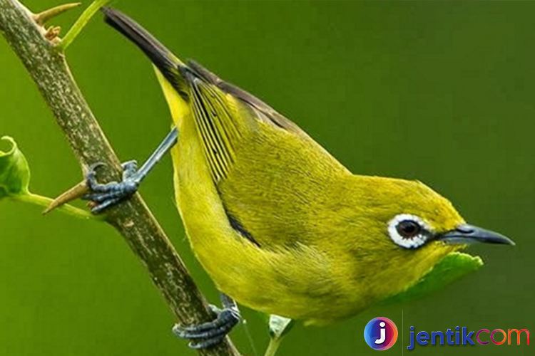 Burung Pleci: Si Kecil dengan Suara Merdu yang Memikat Hati