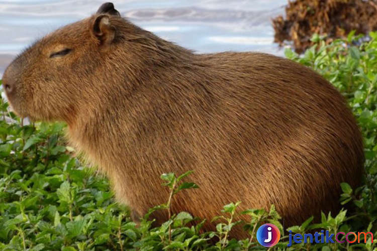 Kapibara: Menguak Kehidupan Hewan Terbesar di Dunia Rodentia