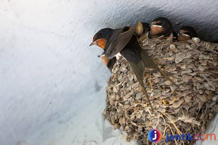 Mengenal Burung Walet: Jenis, Habitat, dan Manfaat Ekonomis