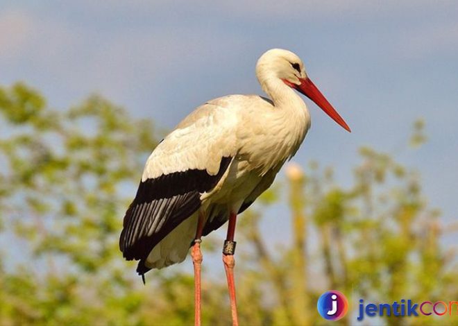 Burung Bangao: burung Langka dari Filipina yang Terancam Punah