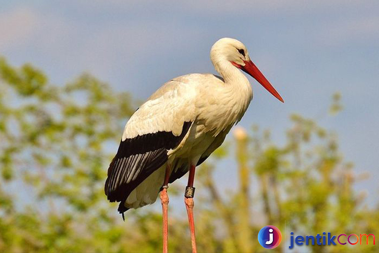 Burung Bangao: burung Langka dari Filipina yang Terancam Punah