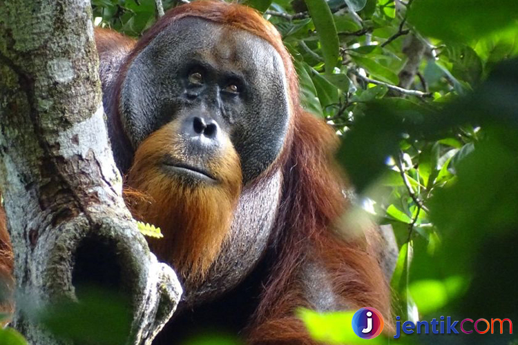 Orangutan: Penjaga Hutan Tropis yang Terancam Punah