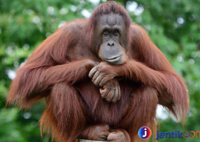 Orangutan: Penjaga Hutan Tropis yang Terancam Punah