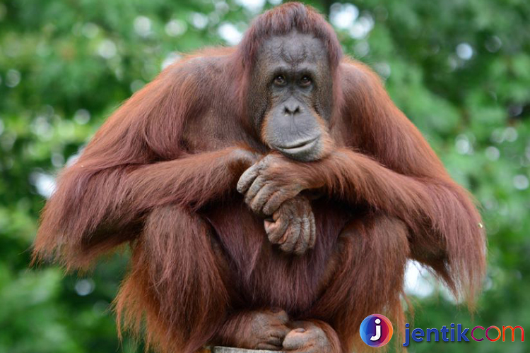 Orangutan: Penjaga Hutan Tropis yang Terancam Punah