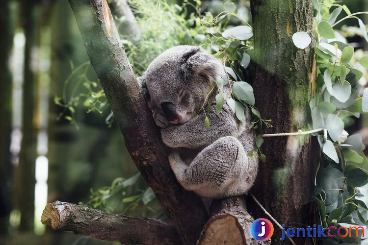 Mengenal Koala: Si Menggemaskan dari Negeri Kanguru