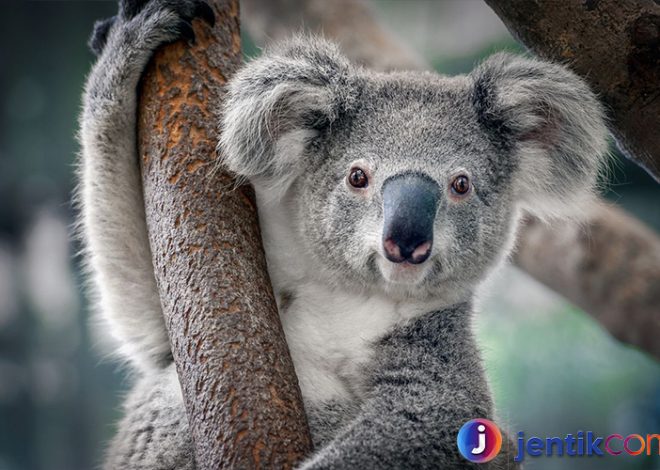 Mengenal Koala: Si Menggemaskan dari Negeri Kanguru