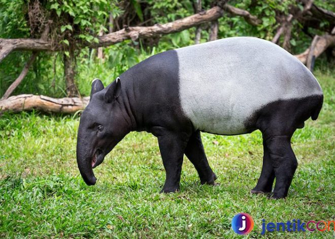 Mengenal Tapir: Fakta Menarik dan Peran Pentingnya di Alam