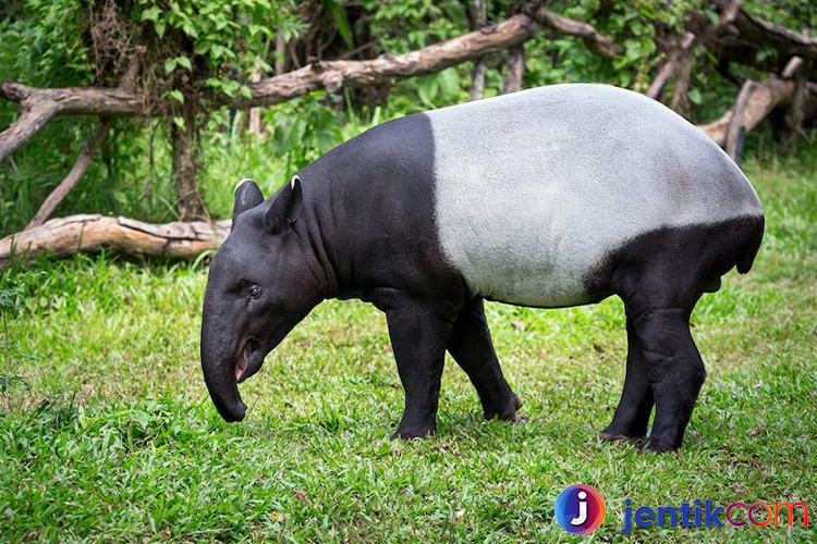 Mengenal Tapir: Fakta Menarik dan Peran Pentingnya di Alam