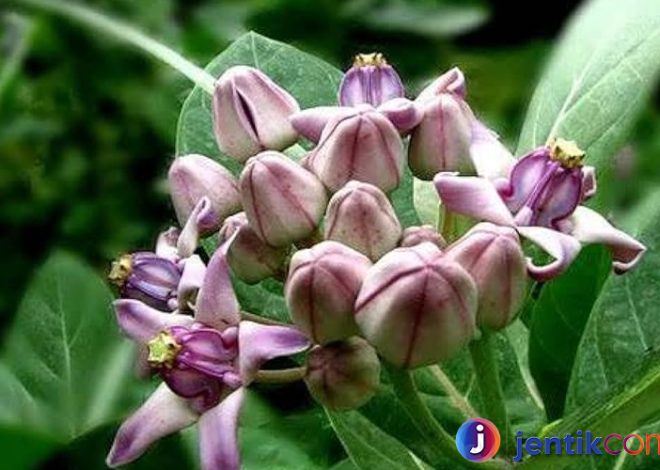 Calotropis: Tanaman Ajaib dengan Segudang Manfaat