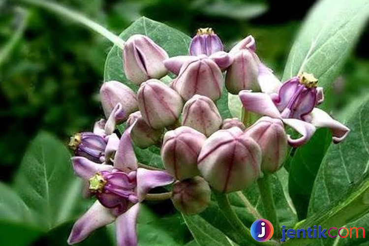 Calotropis: Tanaman Ajaib dengan Segudang Manfaat