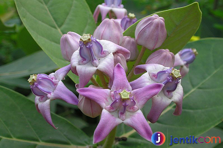 Calotropis: Tanaman Ajaib dengan Segudang Manfaat