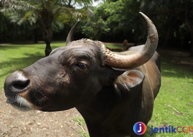 Mengenal Banteng: Sang Penjaga Hutan yang Perkasa