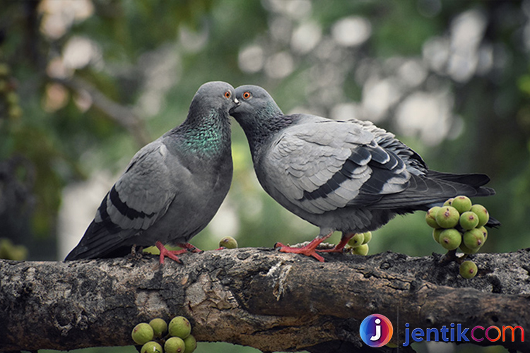 Burung Dara: Fakta Menarik dan Peranannya dalam Budayav