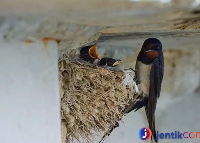 Mengenal Burung Walet: Jenis, Habitat, dan Manfaat Ekonomis