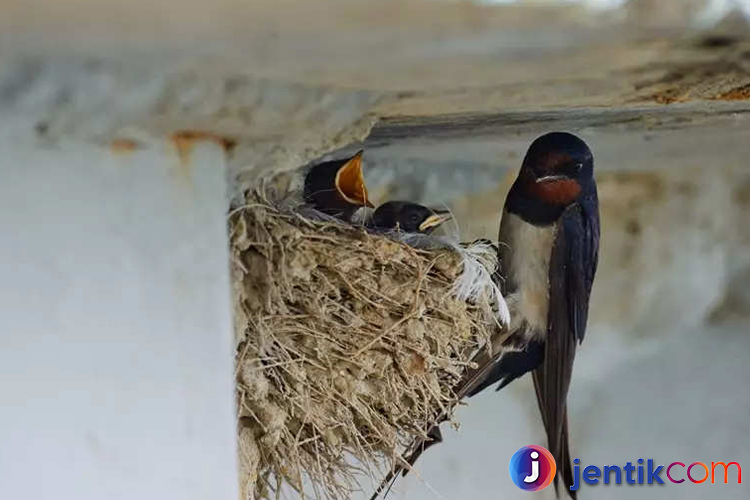 Mengenal Burung Walet: Jenis, Habitat, dan Manfaat Ekonomis