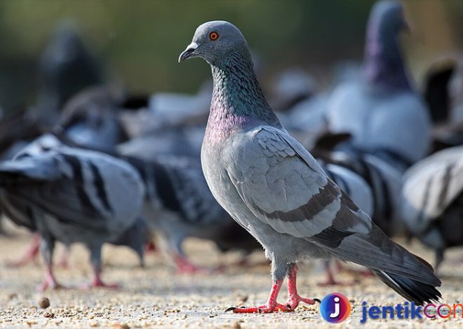 Burung Dara: Fakta Menarik dan Peranannya dalam Budaya