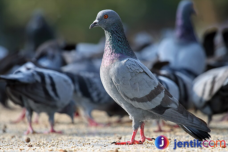 Burung Dara: Fakta Menarik dan Peranannya dalam Budaya