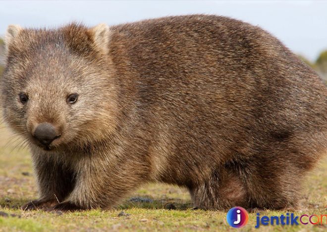 Wombat: Makhluk Unik dari Australia