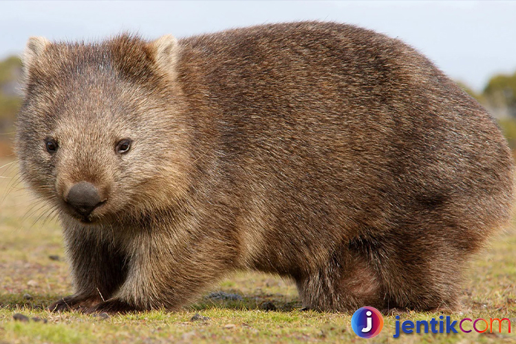 Wombat: Makhluk Unik dari Australia