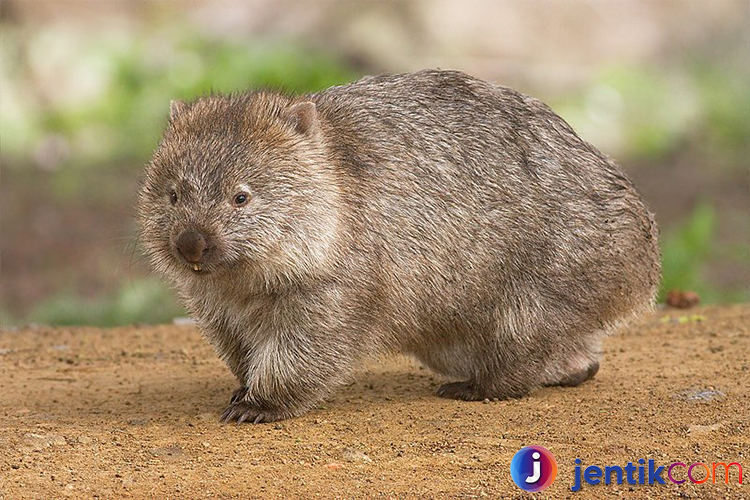 Wombat: Makhluk Unik dari Australia