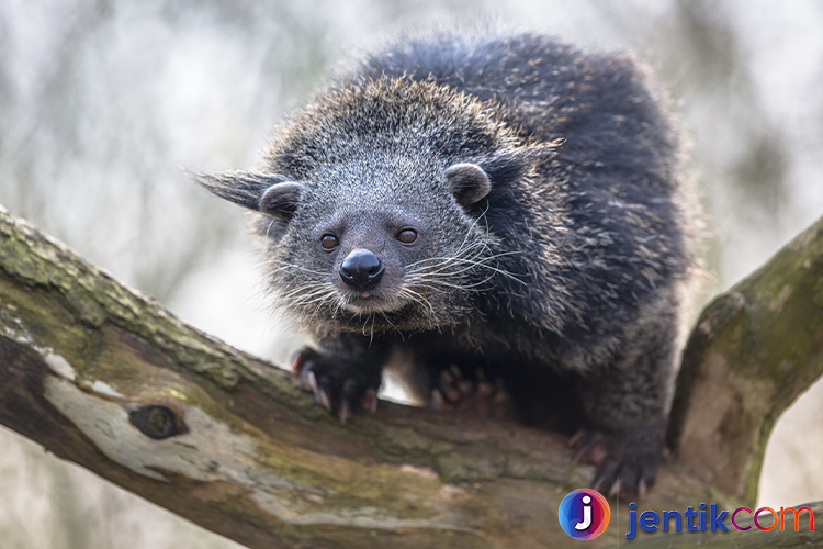 Mengenal Binturong: Si Musang Besar yang Unik dari Hutan Asia