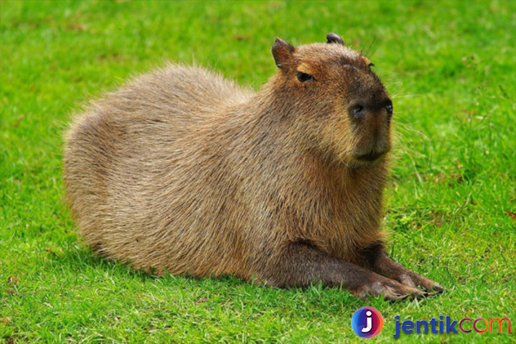 Kapibara: Menguak Kehidupan Hewan Terbesar di Dunia Rodentia