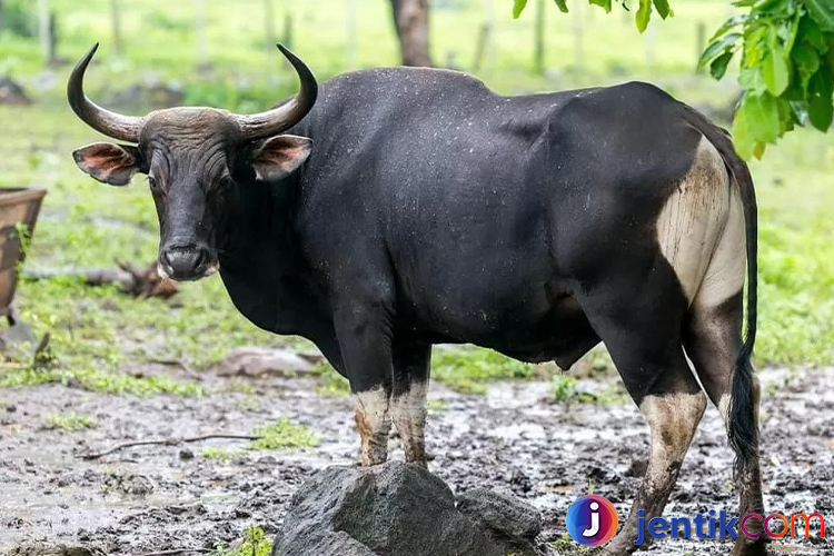 Mengenal Banteng: Sang Penjaga Hutan yang Perkasa