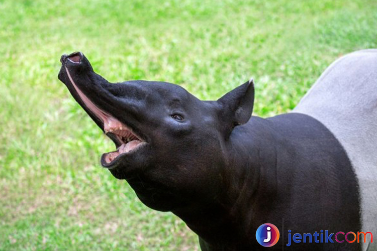 Mengenal Tapir: Fakta Menarik dan Peran Pentingnya di Alam