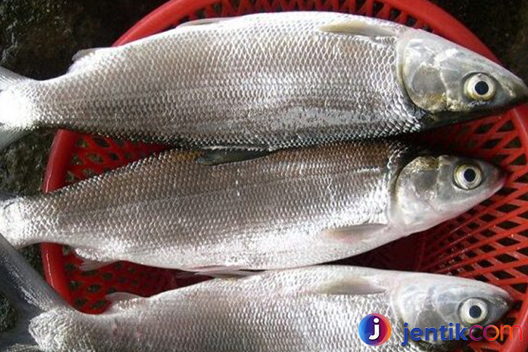 Ikan Bandeng: Mengenal Lebih Dekat Ikan Favorit Nusantara