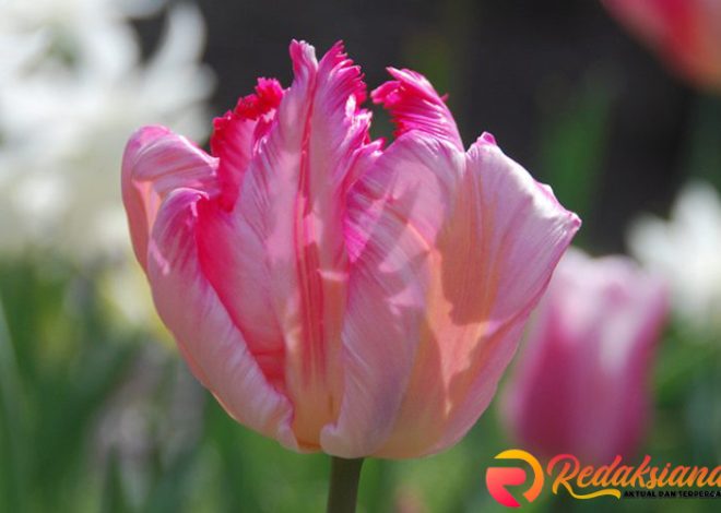 Parrot Tulip: Keindahan Unik Bunga dengan Kelopak Berombak