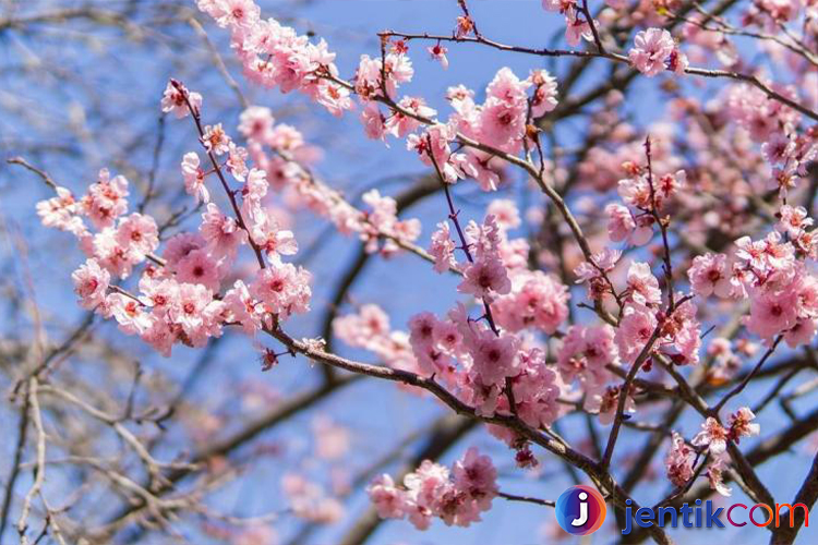 Bunga Sakura: Simbol Keindahan dan Kehidupan yang Bermakna