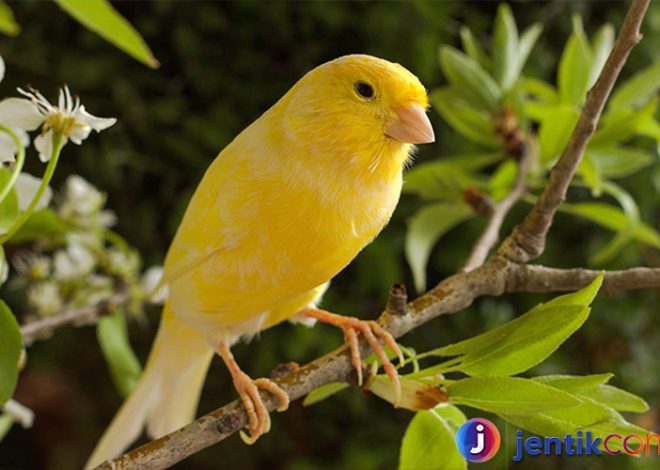 Burung Kenari: Panduan Lengkap tentang Keindahan