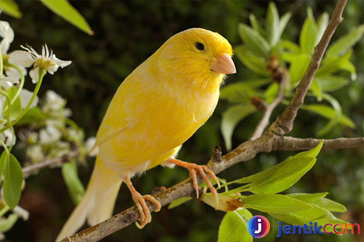 Burung Kenari: Panduan Lengkap tentang Keindahan