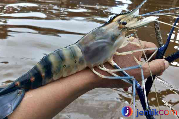 Mengenal Lebih Dekat Udang: Jenis, Habitat, dan Manfaat