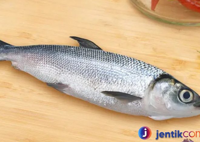 Ikan Bandeng: Mengenal Lebih Dekat Ikan Favorit Nusantara