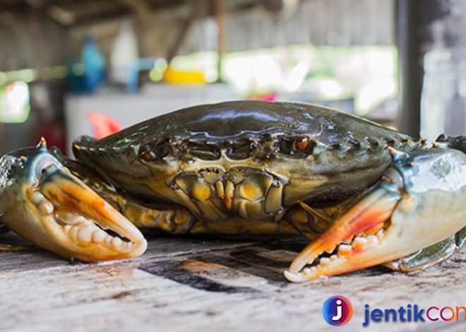 Kepiting: Hewan Laut yang Unik dan Menarik