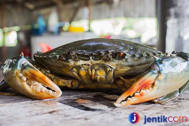 Kepiting: Hewan Laut yang Unik dan Menarik