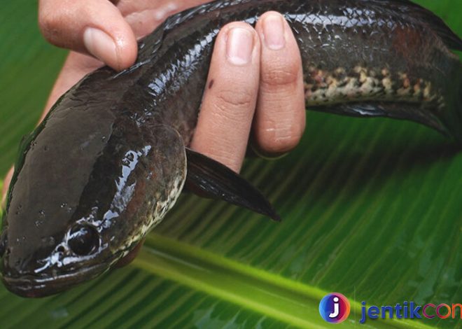 Ikan Gabus: Mengenal Lebih Dekat Si Predator Air Tawar