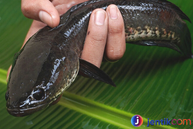 Ikan Gabus: Mengenal Lebih Dekat Si Predator Air Tawar