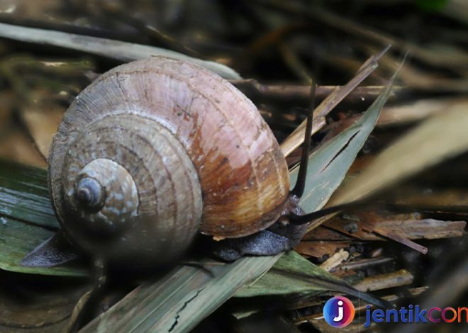 Mengenal Keong: Habitat, Jenis, dan Peran dalam Ekosistem