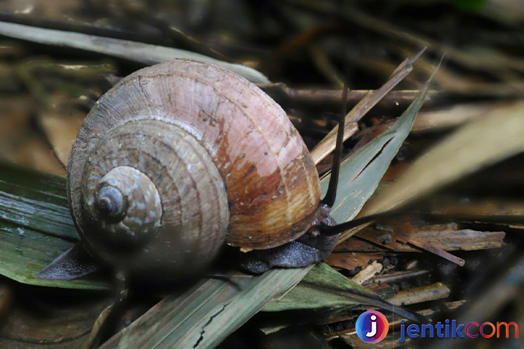 Mengenal Keong: Habitat, Jenis, dan Peran dalam Ekosistem