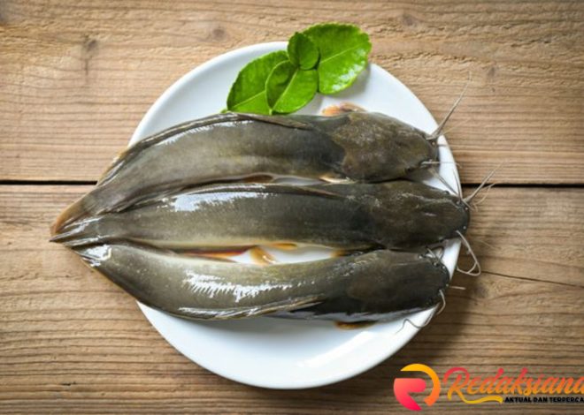 Ikan Lele: Budidaya, Manfaat, dan Keunikan Ikan Air Tawar