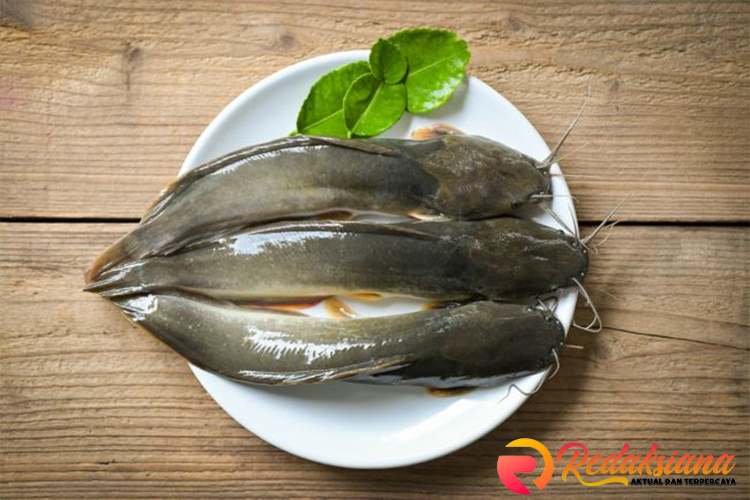 Ikan Lele: Budidaya, Manfaat, dan Keunikan Ikan Air Tawar