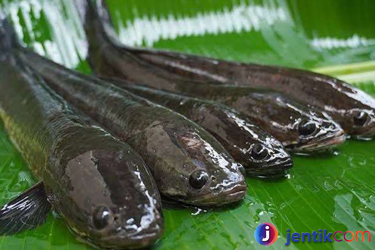 Ikan Gabus: Mengenal Lebih Dekat Si Predator Air Tawar