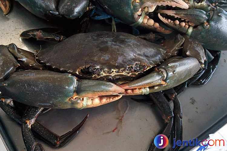 Kepiting: Hewan Laut yang Unik dan Menarik