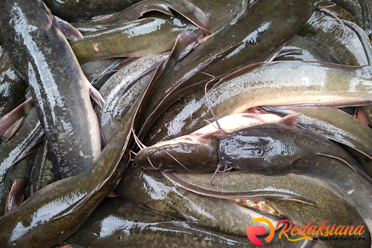 Ikan Lele: Budidaya, Manfaat, dan Keunikan Ikan Air Tawar