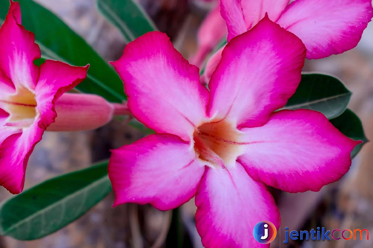 Mengenal Bunga Adenium: Si Mawar Gurun yang Eksotis