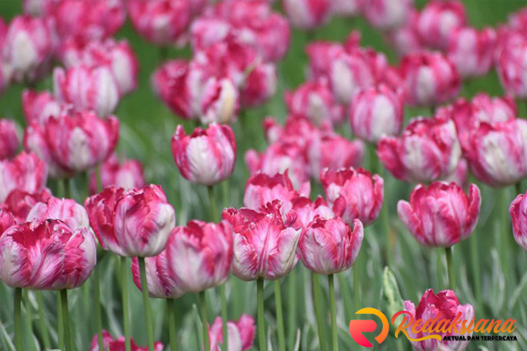 Parrot Tulip: Keindahan Unik Bunga dengan Kelopak Berombak